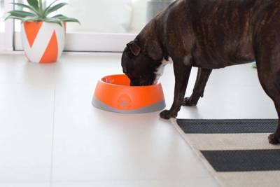 OH Bowl® miska pro ústní hygienu psů - oranžová velikost L
